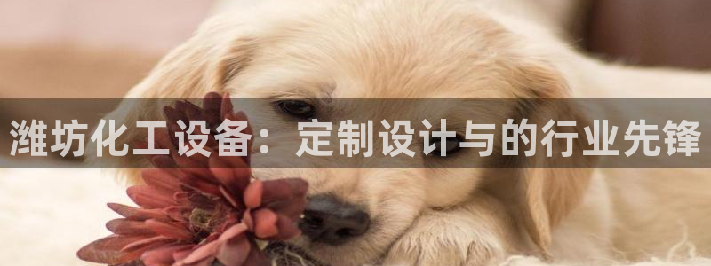 新城平台登录入口官网查询